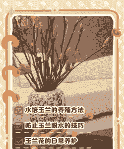 紫雨兰花怎么养殖