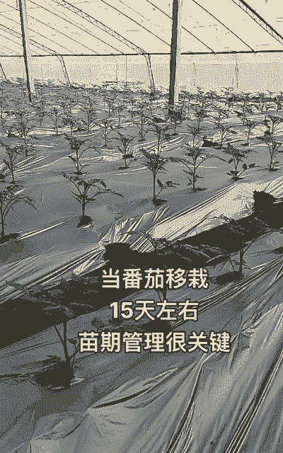 西红柿移栽后怎么养殖