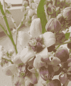 糖果花植物怎么养殖