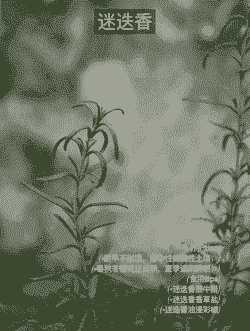 泰山香草怎么养殖的