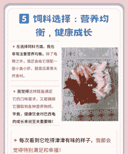 怎么养殖巴西乌龟幼龟