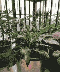 细粉莲怎么养殖