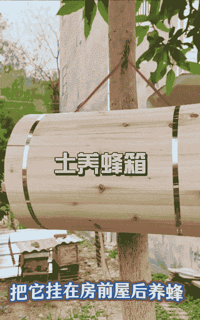 蜜蜂箱里怎么养殖