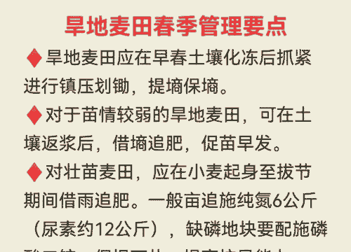 春节后小麦怎么养殖