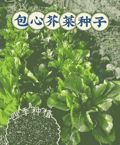 包心菜种子怎么养殖