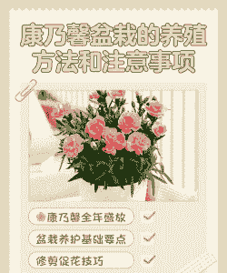 夏季怎么养殖康乃馨花