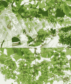 大棚葡萄春季怎么养殖