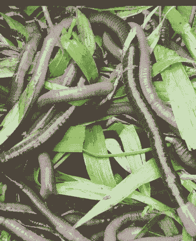 黑蚯蚓怎么养殖技术