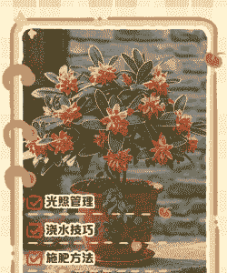 金边瑞香如何地栽