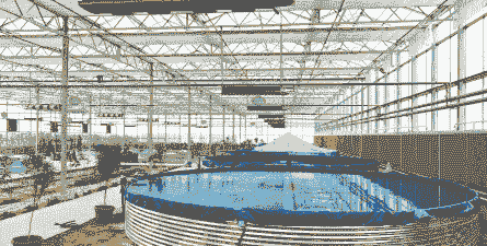 养殖大棚草鱼怎么种植