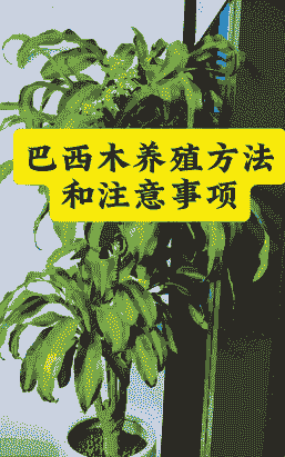 室内养殖怎么管理好