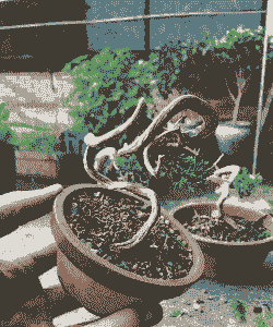 地蓬盆景如何养