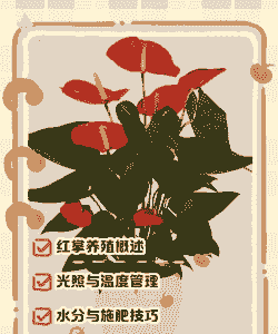 夏季怎么养殖红掌