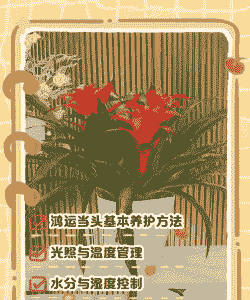 植物鸿运当头怎么养殖