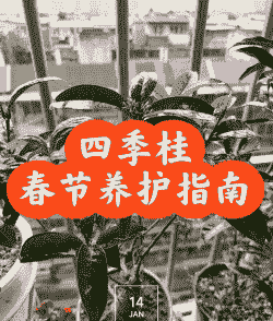 室内养殖桂花怎么过冬