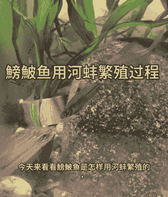 养殖鱼塘怎么杀河蚌