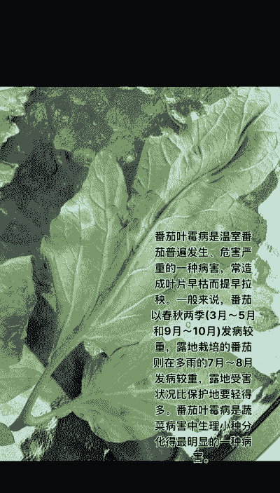 番茄叶霉病怎么养殖