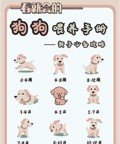 养殖的狗狗怎么喂