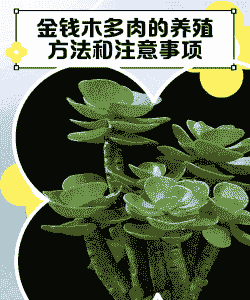 秋天怎么养殖金钱木鱼