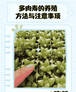 多肉寿怎么养殖