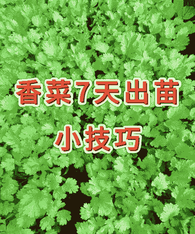 怎么养殖香菜根茎