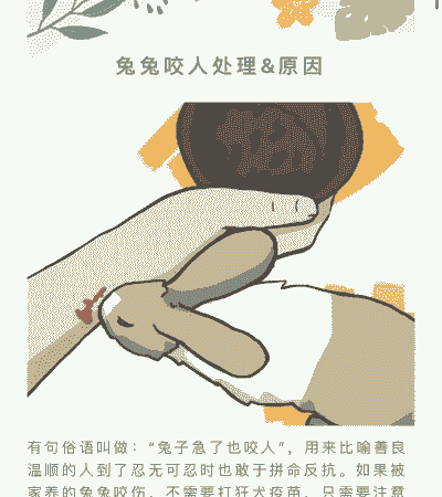 养殖兔子怎么防止咬人