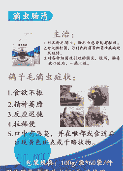 人工养殖鸽子怎么防病