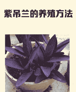 盆栽紫罗兰怎么养殖