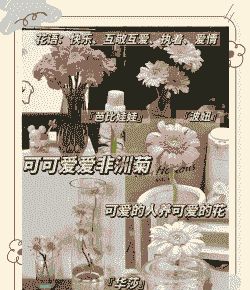 菊花怎么放水里养殖