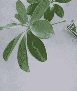 鸭脚木为什么叶变黑 鸭脚木为什么叶变黑