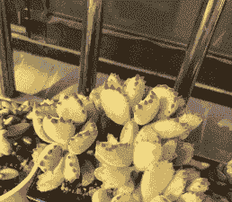 肉肉白熊怎么养殖