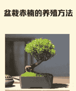 疫情期间盆景怎么养殖