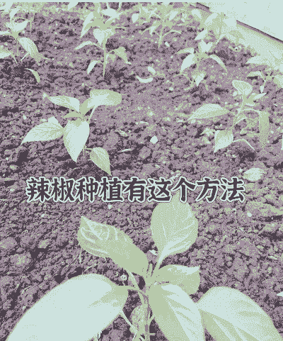 冬天种辣椒怎么养殖