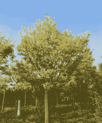 金色槐树盆景怎么养殖