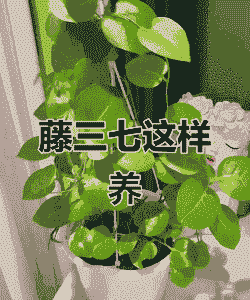 藤三七怎么养殖方法