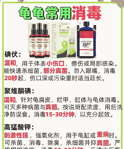 家庭养殖乌龟怎么消毒