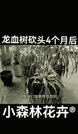 砍头的龙血树怎么养殖