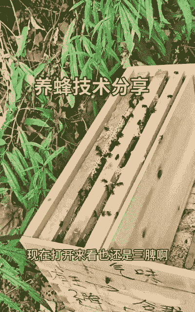 大黄蜂怎么养殖