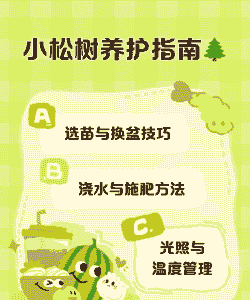 小松树怎么养殖方法