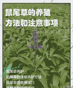 安徽鼠尾草小苗怎么养殖