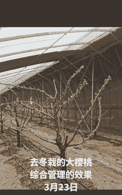 樱桃移栽后怎么养殖