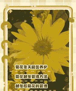 冬天菊花怎么养殖方法