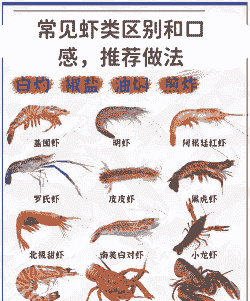 养殖基围虾怎么