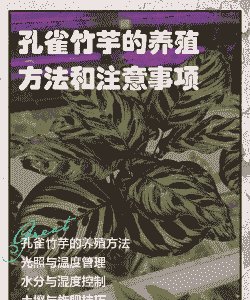 孔雀茱萸怎么养殖方法