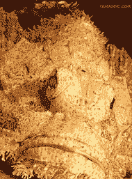 蝎子鱼怎么养殖的