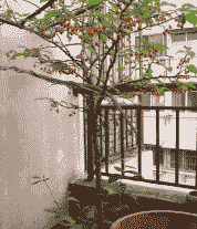 假樱桃花怎么养殖