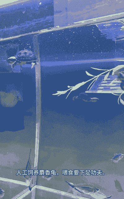 麝香红头龟怎么养殖