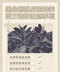 黑金刚怎么养殖