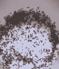 养殖蚂蚁前景怎么样