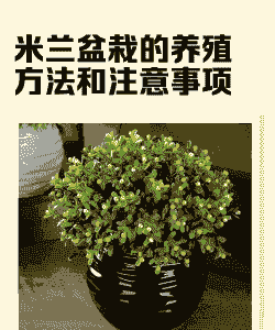 刚买来米兰怎么养殖